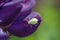 Green aphid on a purple leaf on the flower