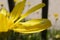 Green aphid on a yellow petal