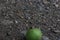 Green appel ono the gravel