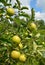 Green apple on the apple tree with beautiful rural background.