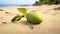 Green Apple On Beach: Goa-inspired Motifs And Ivory Coast Art