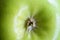 Green apple bottom