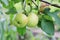 Green apple on the branch tree. Season fruit