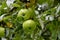 Green apple called `Brettacher` - Malus domestice - before harvest on the tree between leaves on the branch
