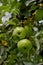 Green apple called `Brettacher` - Malus domestice - before harvest on the tree between leaves on the branch