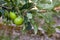 Green apple fruit on the branch