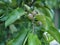 Green apple fruits with leaves on the branch