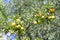 Green apple hangs on a appletree