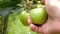 green apple picking, man picking apple on branch in fruit garden