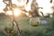 Green apple on a tree branch with cobwebs in the rays of the autumn setting sun