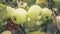 Green apple on a tree branch in the summer orchard, close up. Ripe apple hanging on branch in the garden