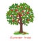 Green apple tree. Summer tree vector