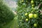 Green apples in an apple plantation in South Tyrol