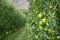 Green apples in an apple plantation in South Tyrol