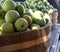 Green apples in barrels