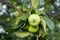 Green apples on the branch. Anthracnose on the leaf. Diseases of the apple tree