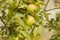 Green apples on a branch on a blurred background