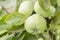 Green apples on a branch ready to be harvested, outdoors, selective focus. Green apple on tree