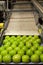 Green apples in a fruit packaging warehouse