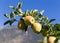 Green apples (Golden Delicious) on branch