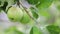 Green Apples Growing on Apple Tree with Cedar Apple Rust