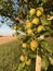 Green apples growing densely on a tree branch in the sunset light