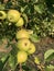 Green apples growing densely on a tree branch in the sunset light