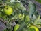 Green apples and leaves on the tree