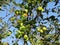 Green Apples Ready for Picking in July