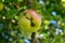 Green apples ripen on an apple tree among the leaves