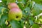 Green apples ripen on an apple tree among the leaves