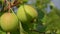 Green apples ripen on a branch in the sun.