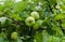 Green apples ripen on the branches of an apple tree