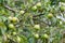Green apples ripen on a tree