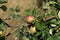 Green apples ripen on tree branches in Summer