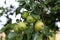 Green apples ripen on tree branches in Summer