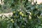 Green apples ripen on tree branches in Summer