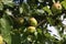 Green apples ripen on tree branches in Summer