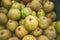 Green apples in a stack in autumn