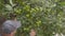 Green Apples on Tree Branches and Farmer Hand in a Farm Orchard.