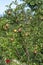 green apples on a tree in the garden, selective focusing, tinted image,