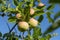 green apples on a tree in the garden, selective focusing, tinted image, growing different varieties