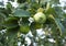 Green apples on the tree at the orchard. Three clear fruits on the branch apple-tree