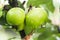 Green apples on the tree after a rain drops,