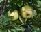Green Apples Warwick, NY