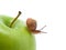 Green apples withe snail