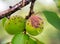 Green apricot fruits affected by perforated spot