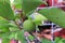 A green apricot growing on a branch