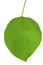 Green apricot leaf