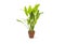 Green aquarium plants